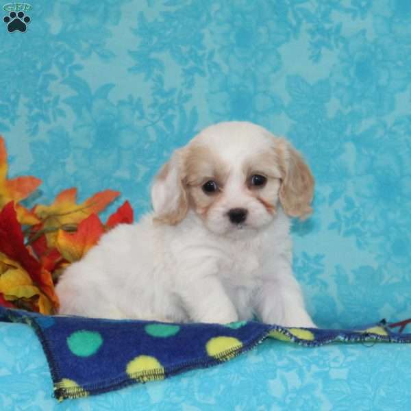 Orange, Cavachon Puppy